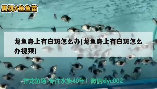 龍魚(yú)身上有白斑怎么辦(龍魚(yú)身上有白斑怎么辦視頻)