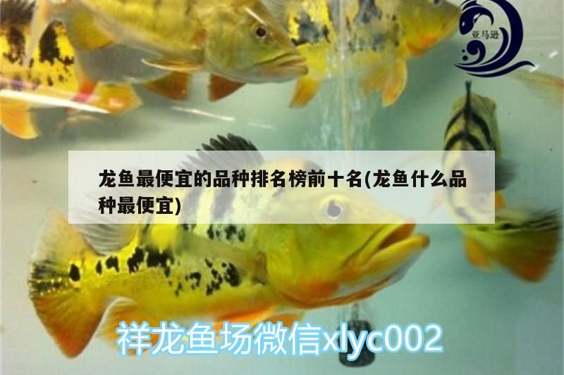 龍魚最便宜的品種排名榜前十名(龍魚什么品種最便宜)（龍魚最便宜的品種及種排名榜前十名）