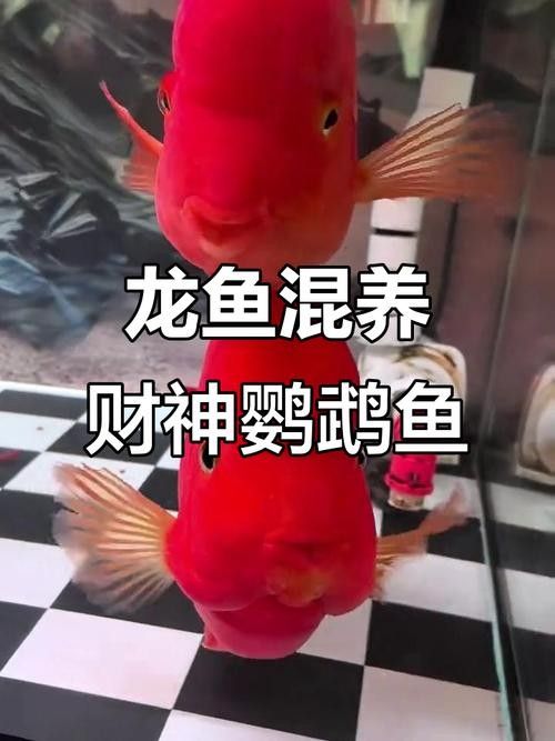 給我一些龍魚和發財魚混養的圖片（龍魚與發財魚混養的圖片資源及混養要點）