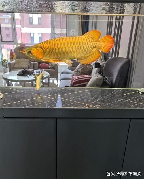 給我一些龍魚和發財魚混養的圖片（龍魚與發財魚混養的圖片資源及混養要點）