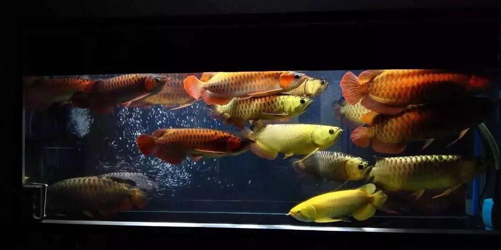 給我一些龍魚和發財魚混養的圖片（龍魚與發財魚混養的圖片資源及混養要點）