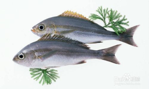 關于龍魚海關進口問題的論文：關于龍魚海關進口問題的研究 關于龍魚海關進口問題的論文：關于龍魚海關進口問題的研究 觀賞魚百科 第2張