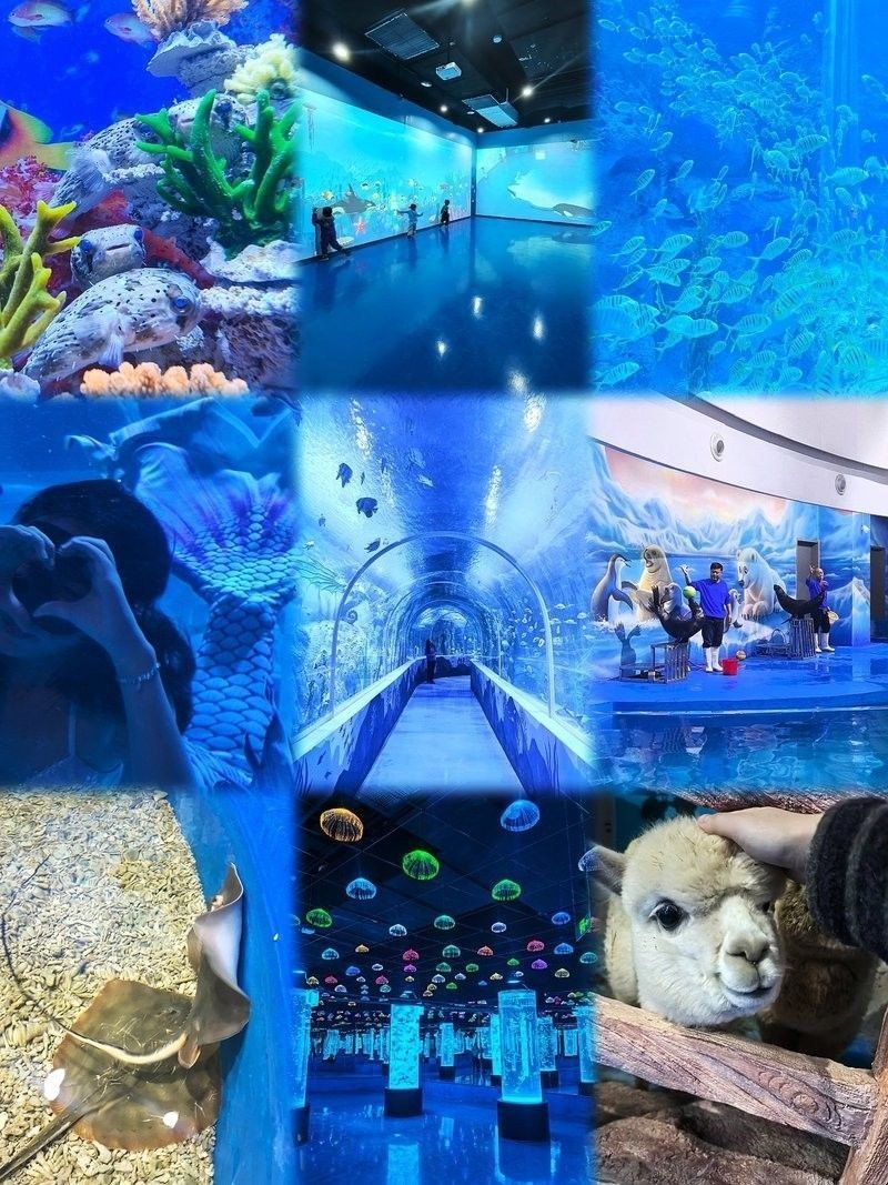 城區(qū)哪個水族館龍魚好？祥龍魚場龍魚（北京城區(qū)哪個水族館龍魚好） 城區(qū)哪個水族館龍魚好？祥龍魚場龍魚（北京城區(qū)哪個水族館龍魚好） 龍魚百科 第2張