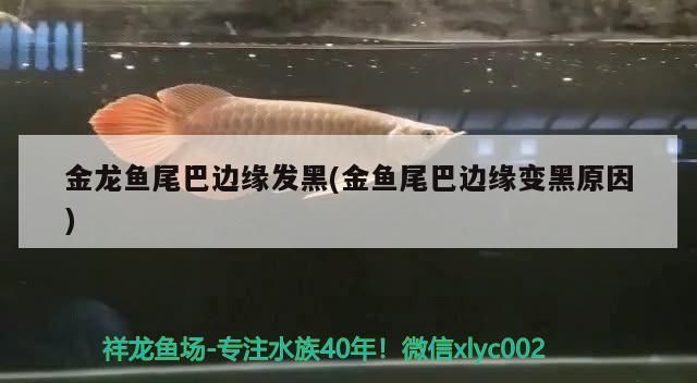 金龍魚尾巴邊緣發黑(金魚尾巴邊緣變黑原因)（金龍魚尾巴發黑怎么辦）