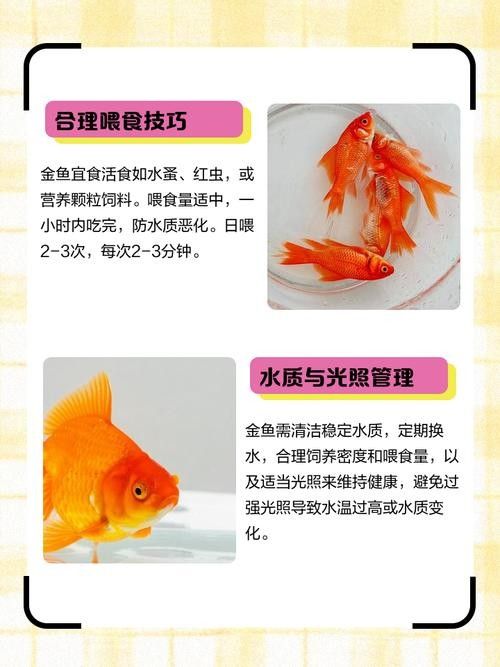 金龍魚珠鱗全亮后如何保持（金龍魚珠鱗全亮后怎么辦）