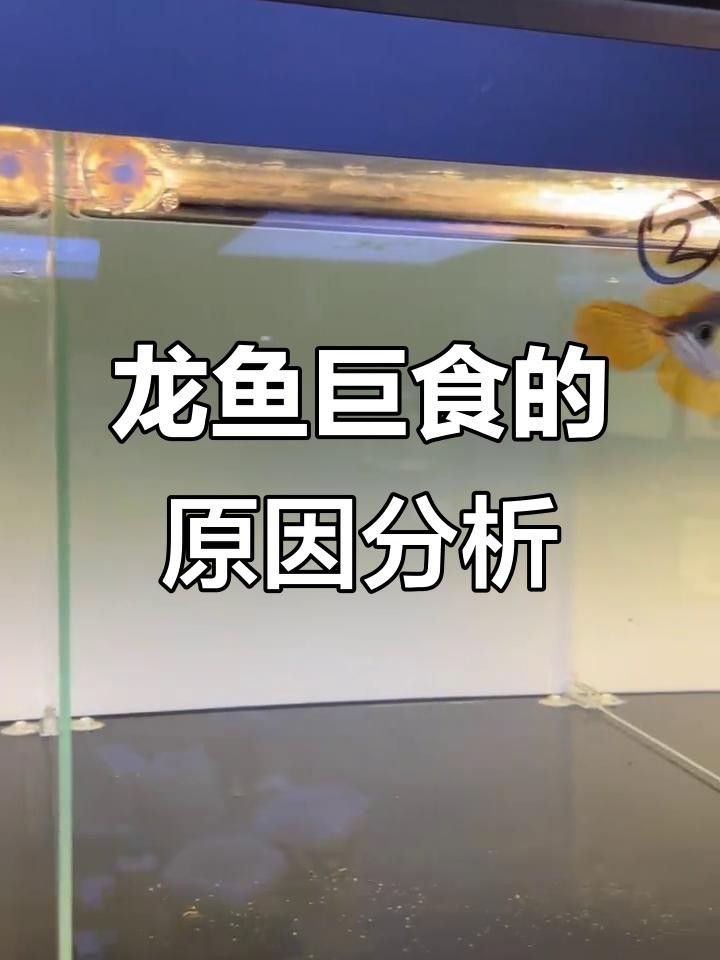為什么龍魚突然不吃泥鰍了呢（為什么龍魚突然不吃泥鰍了） 為什么龍魚突然不吃泥鰍了呢（為什么龍魚突然不吃泥鰍了） 觀賞魚百科 第2張