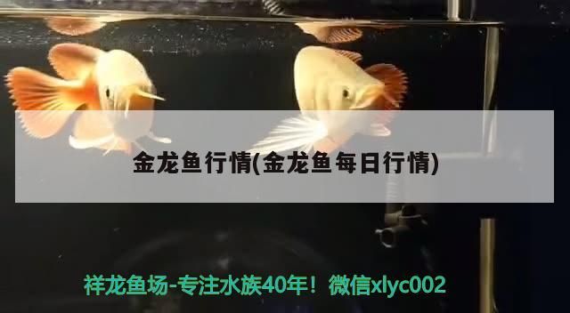 金龍魚行情(金龍魚每日行情)（金龍魚暴跌3400億的背后） 金龍魚行情(金龍魚每日行情)（金龍魚暴跌3400億的背后） 觀賞魚百科 第2張