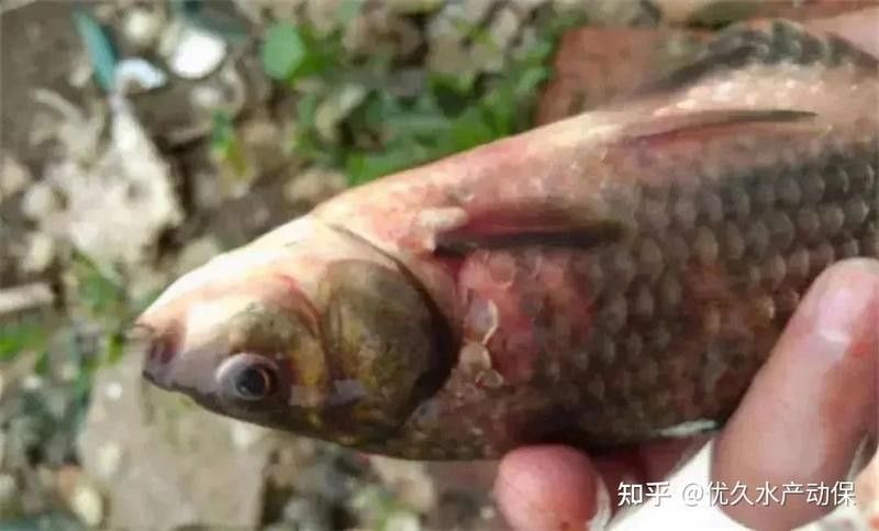 龍魚鱗片充血會傳染嗎？（如何判斷龍魚鱗片充血是否由細菌引起？）