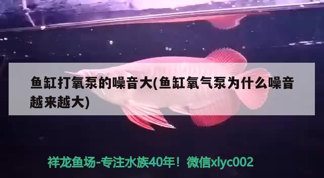 魚缸打氧泵的噪音大(魚缸氧氣泵為什么噪音越來越大) 魚缸打氧泵的噪音大(魚缸氧氣泵為什么噪音越來越大) 觀賞魚百科