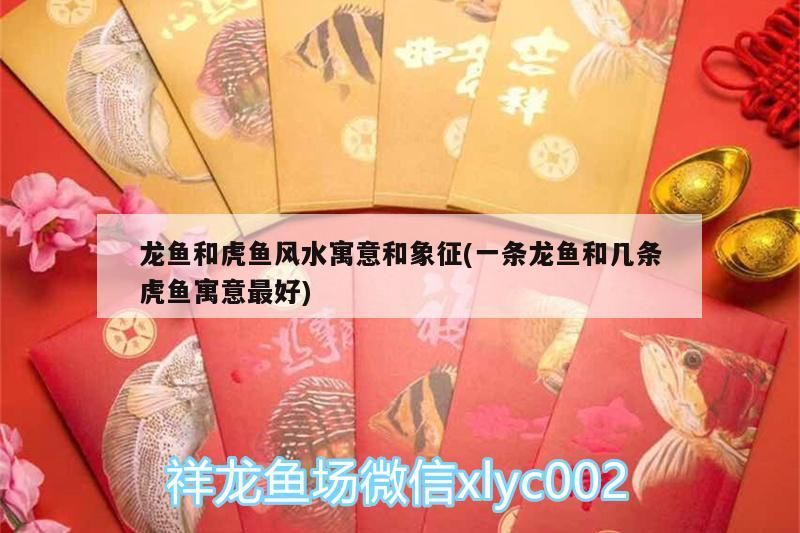 龍魚和虎魚風(fēng)水寓意和象征(一條龍魚和幾條虎魚寓意最好)（龍魚和虎魚的風(fēng)水學(xué)應(yīng)用有哪些，龍魚的風(fēng)水學(xué)應(yīng)用有哪些）