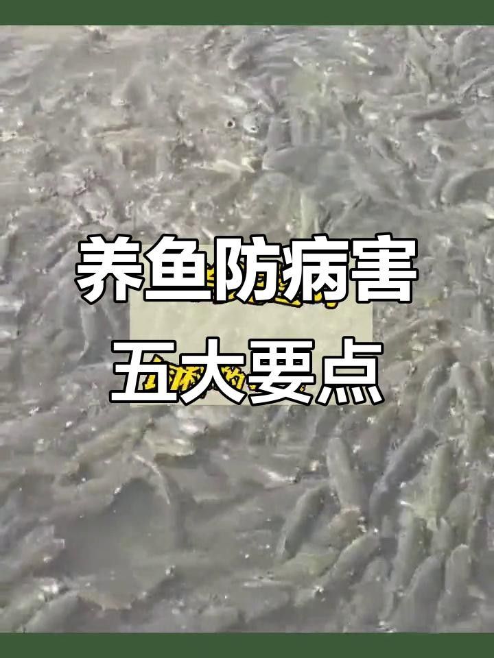 觀賞魚如何防治疾病（百度文庫觀賞魚常見十大疾病及防治方法3分鐘治療白點(diǎn)病）