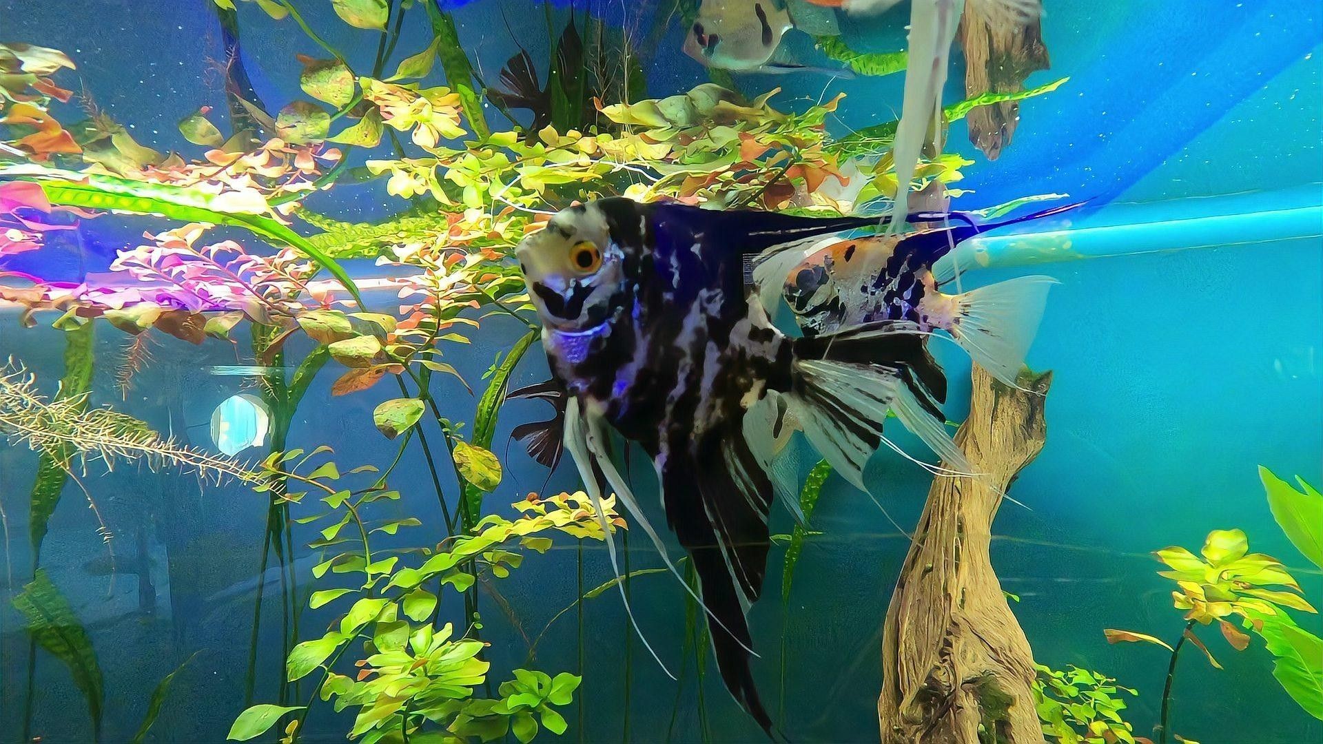 觀賞魚如何防治疾病（百度文庫觀賞魚常見十大疾病及防治方法3分鐘治療白點(diǎn)病）