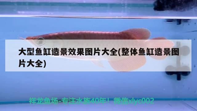 廣州水族館關刀魚和龍混養關刀魚能和金龍魚混養嗎（關刀魚能和金龍魚混養嗎）