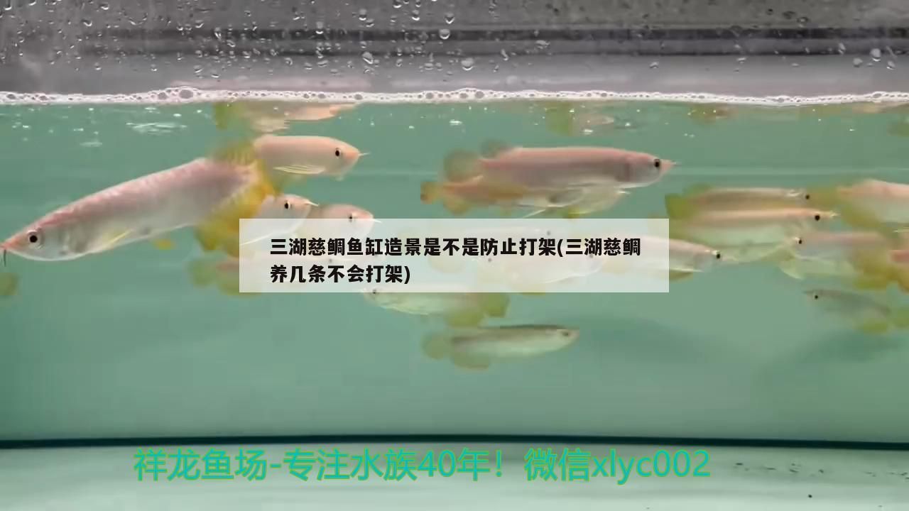 廣州水族館關刀魚和龍混養關刀魚能和金龍魚混養嗎（關刀魚能和金龍魚混養嗎）