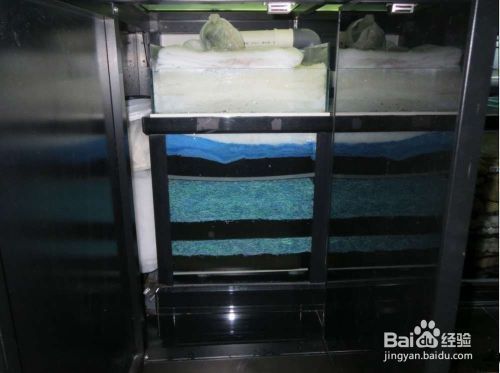 龍魚鯊魚嘴是什么樣子（龍魚鯊魚嘴是什么樣子的）（詳細了解龍魚鯊魚嘴的特點和功能！）