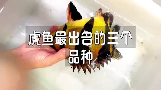 有種魚叫虎什么魚（老虎魚是什么魚塔斯夜揚閩南叫虎魚的什么魚塔斯夜揚叫虎魚） 有種魚叫虎什么魚（老虎魚是什么魚塔斯夜揚閩南叫虎魚的什么魚塔斯夜揚叫虎魚） 觀賞魚百科 第2張
