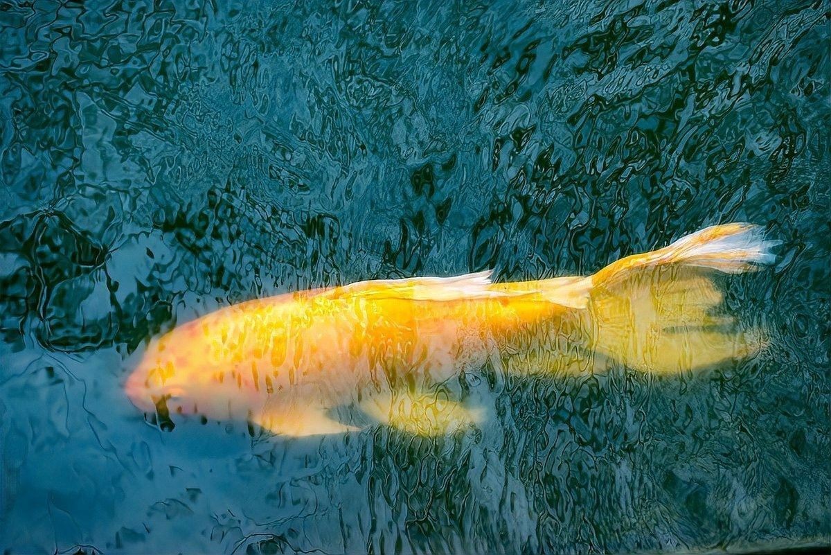 龍魚跳缸會自愈嗎（龍魚跳缸會自愈嗎，）