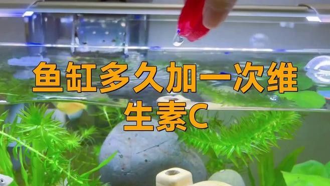 龍魚維生素補充頻率是多少？（龍魚維生素多久加一次） 龍魚維生素補充頻率是多少？（龍魚維生素多久加一次） 龍魚百科 第1張