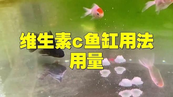 龍魚維生素補充頻率是多少？（龍魚維生素多久加一次） 龍魚維生素補充頻率是多少？（龍魚維生素多久加一次） 龍魚百科 第2張