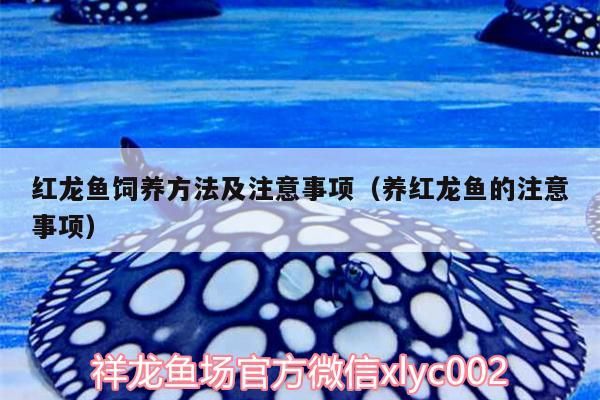 紅龍魚(yú)飼養(yǎng)方法及注意事項(xiàng)（養(yǎng)紅龍魚(yú)的注意事項(xiàng)）（紅龍魚(yú)的飼養(yǎng)方法及注意事項(xiàng)）