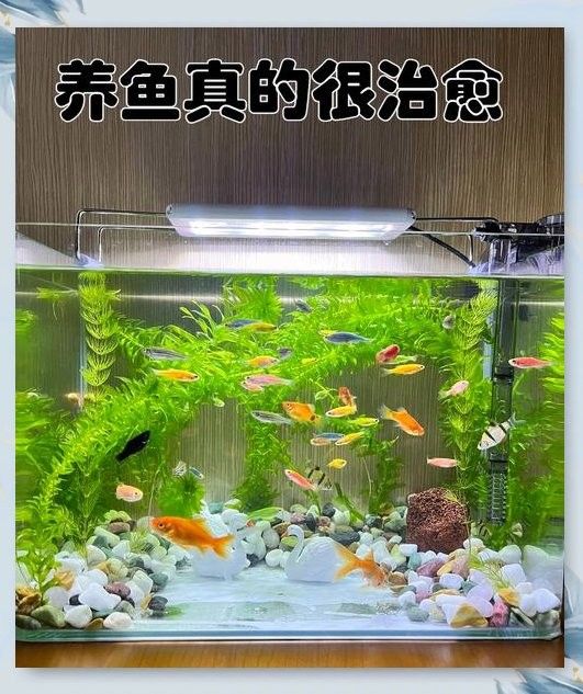 混養時如何確保水質穩定？（養魚技巧：養魚新手必備指南）