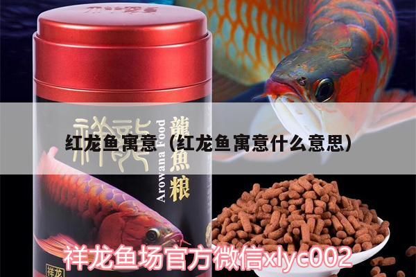 紅龍魚寓意（紅龍魚寓意什么意思）（養各種魚的寓意）