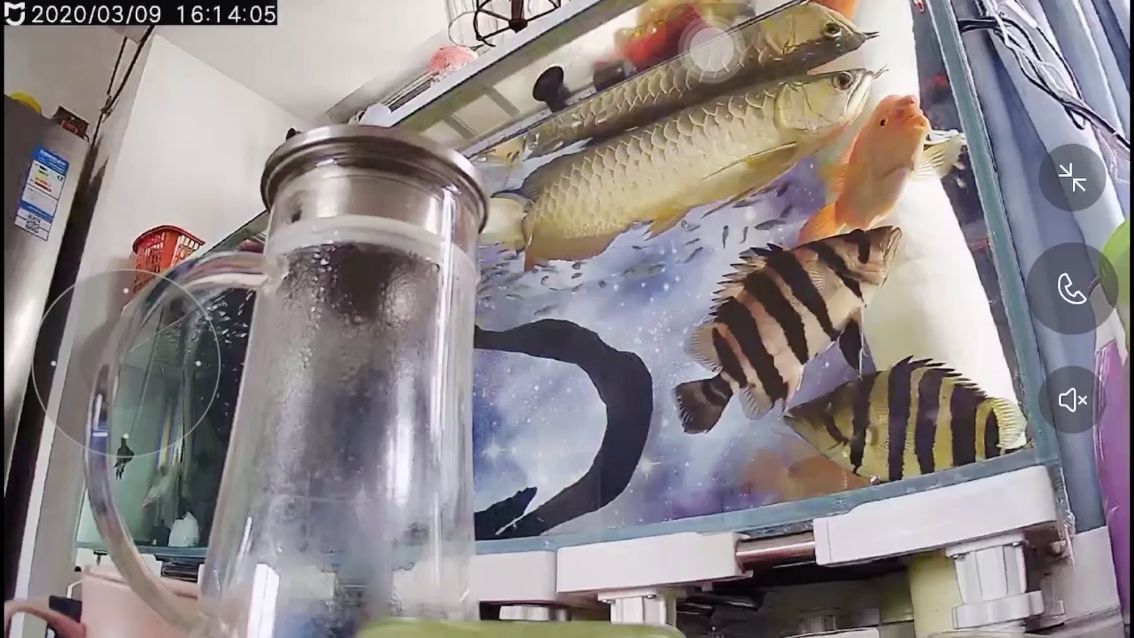 日常看魚（如何在日常生活中培養對魚類的興趣）