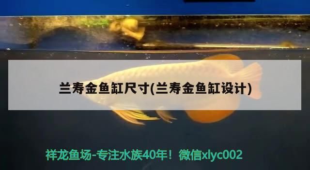 蘭壽金魚缸尺寸(蘭壽金魚缸設計)（蘭壽金魚缸尺寸）