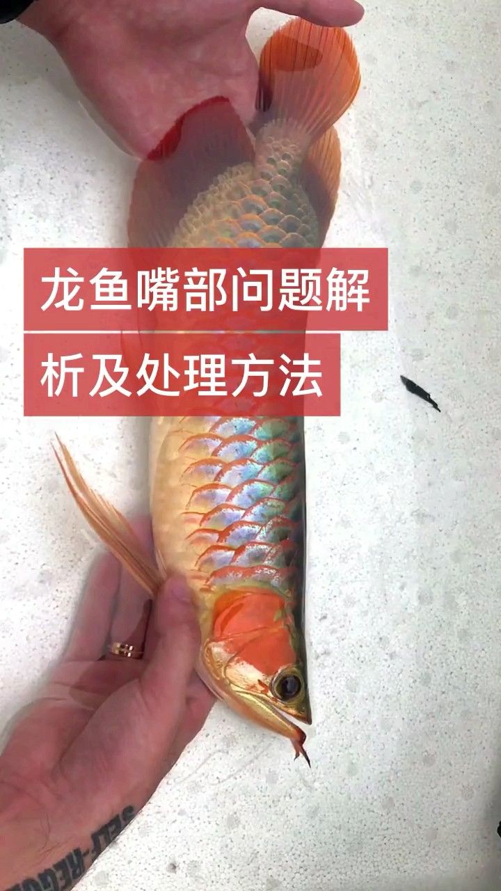 龍魚嘴起肉疙瘩圖解（魚嘴起肉疙瘩圖解）