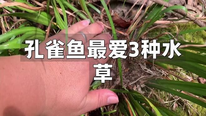 孔雀魚和燈科魚混養需要哪些水草？（孔雀魚混養指南寵物喂養助手，新手也能養出靈動“水中孔雀”）