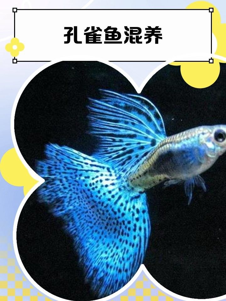 孔雀魚和燈科魚混養需要哪些水草？（孔雀魚混養指南寵物喂養助手，新手也能養出靈動“水中孔雀”）