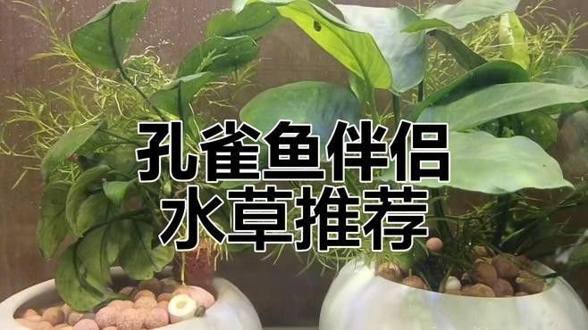 孔雀魚和燈科魚混養需要哪些水草？（孔雀魚混養指南寵物喂養助手，新手也能養出靈動“水中孔雀”）