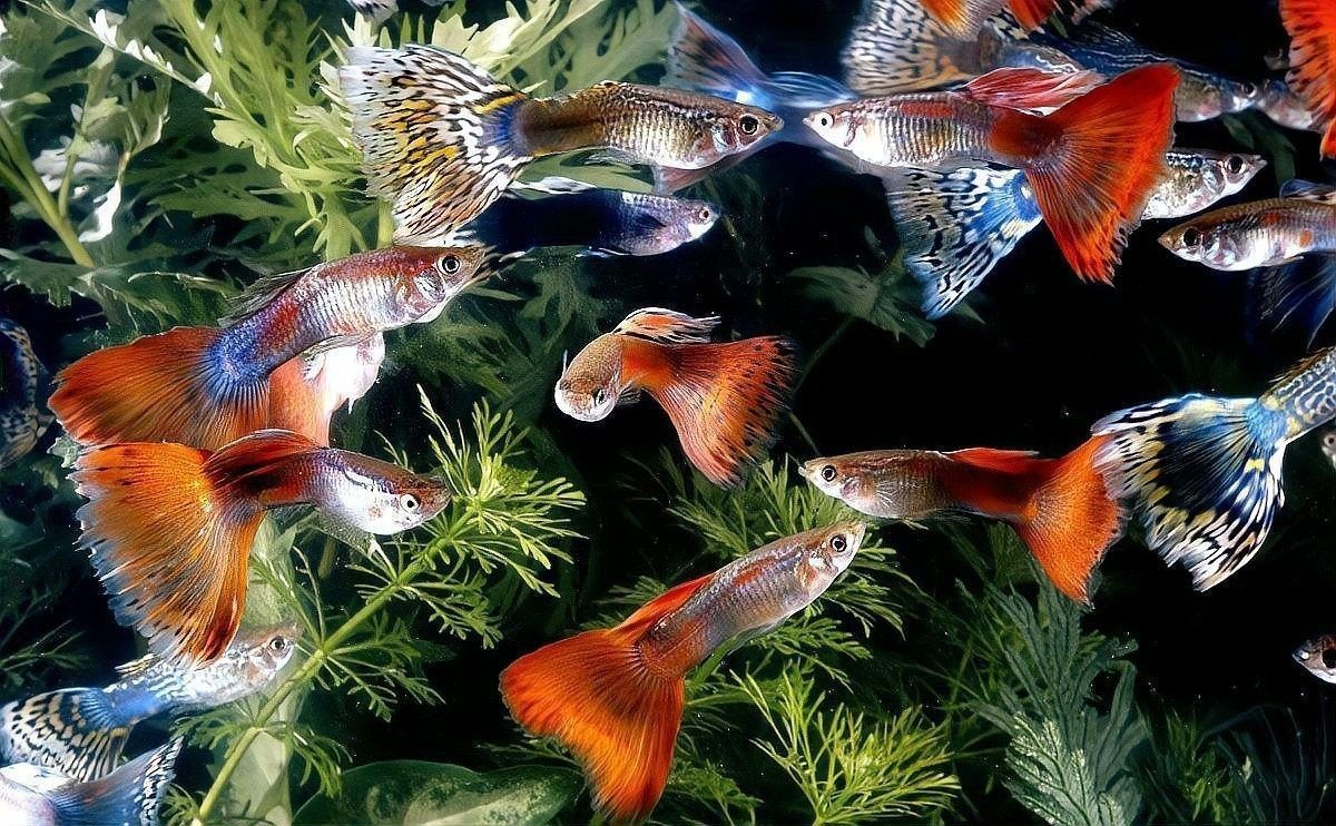 孔雀魚和燈科魚混養需要哪些水草？（孔雀魚混養指南寵物喂養助手，新手也能養出靈動“水中孔雀”）