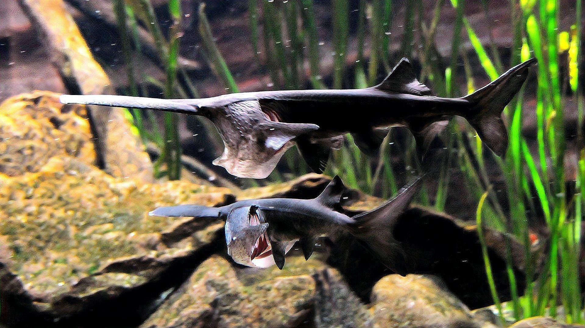 彩虹雷龍魚需要多大的魚缸？（彩虹雷龍怎么養？）