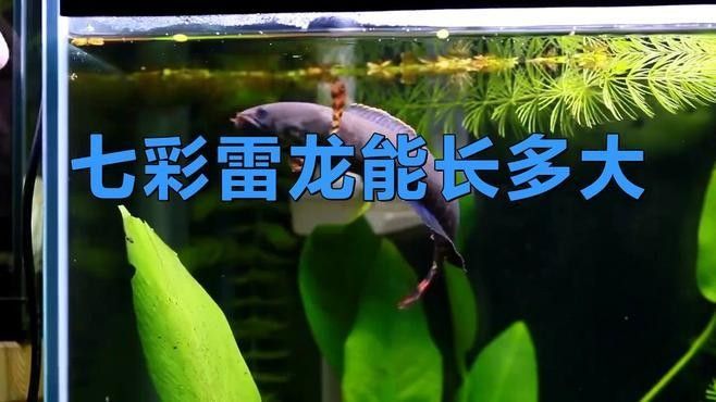 彩虹雷龍魚需要多大的魚缸？（彩虹雷龍怎么養？）