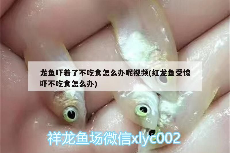 龍魚嚇著了不吃食怎么辦呢視頻(紅龍魚受驚嚇不吃食怎么辦)（龍魚受驚嚇不吃食怎么辦）