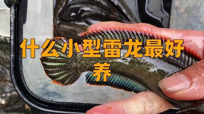 哪種雷龍魚幼魚生長最快？（酒紅雷龍幼魚生長速度）