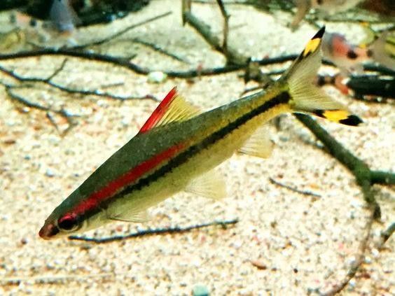 一眉道人魚不能隨便養（一眉道人魚不能隨便養，）