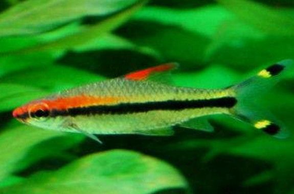 一眉道人魚不能隨便養（一眉道人魚不能隨便養，）