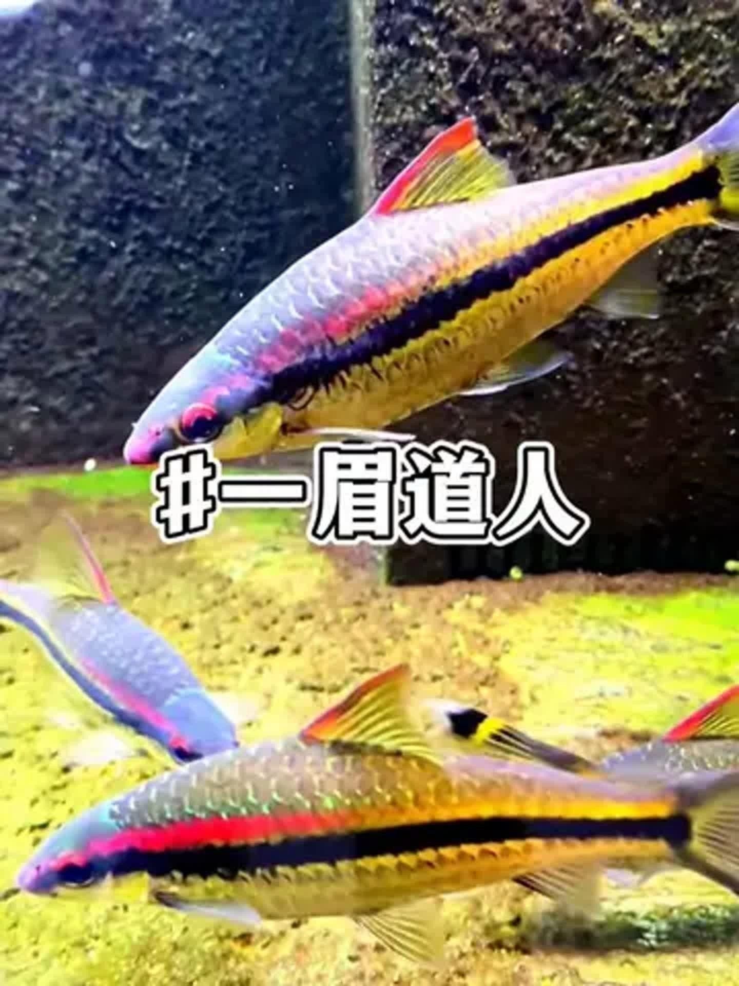 一眉道人魚不能隨便養（一眉道人魚不能隨便養，）