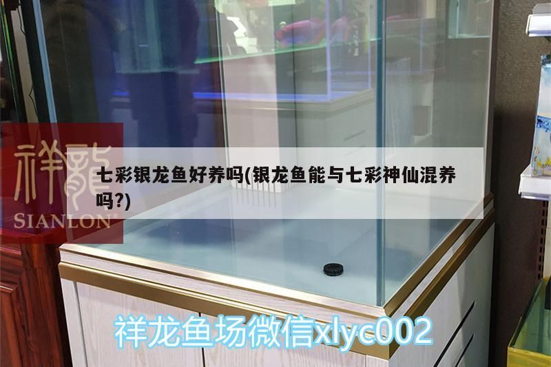 七彩銀龍魚好養嗎(銀龍魚能與七彩神仙混養嗎?)（七彩銀龍魚和七彩銀龍魚好養嗎，七彩銀龍魚好養嗎）