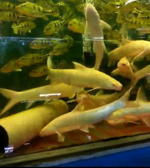 白子招財龍魚與其他龍魚有何區別（子招財龍魚有幾個顯著的區別白子招財龍魚有幾個顯著的區別）