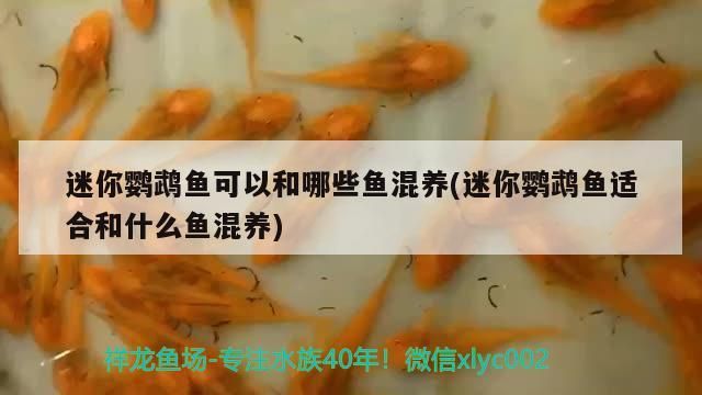 迷你鸚鵡魚可以和哪些魚混養(迷你鸚鵡魚適合和什么魚混養)（迷你鸚鵡魚可以和什么魚混養）