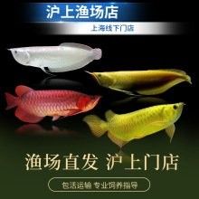 哪里可以購買到純種紅金龍魚？（如何購買純種紅金龍魚） 哪里可以購買到純種紅金龍魚？（如何購買純種紅金龍魚） 龍魚百科 第12張