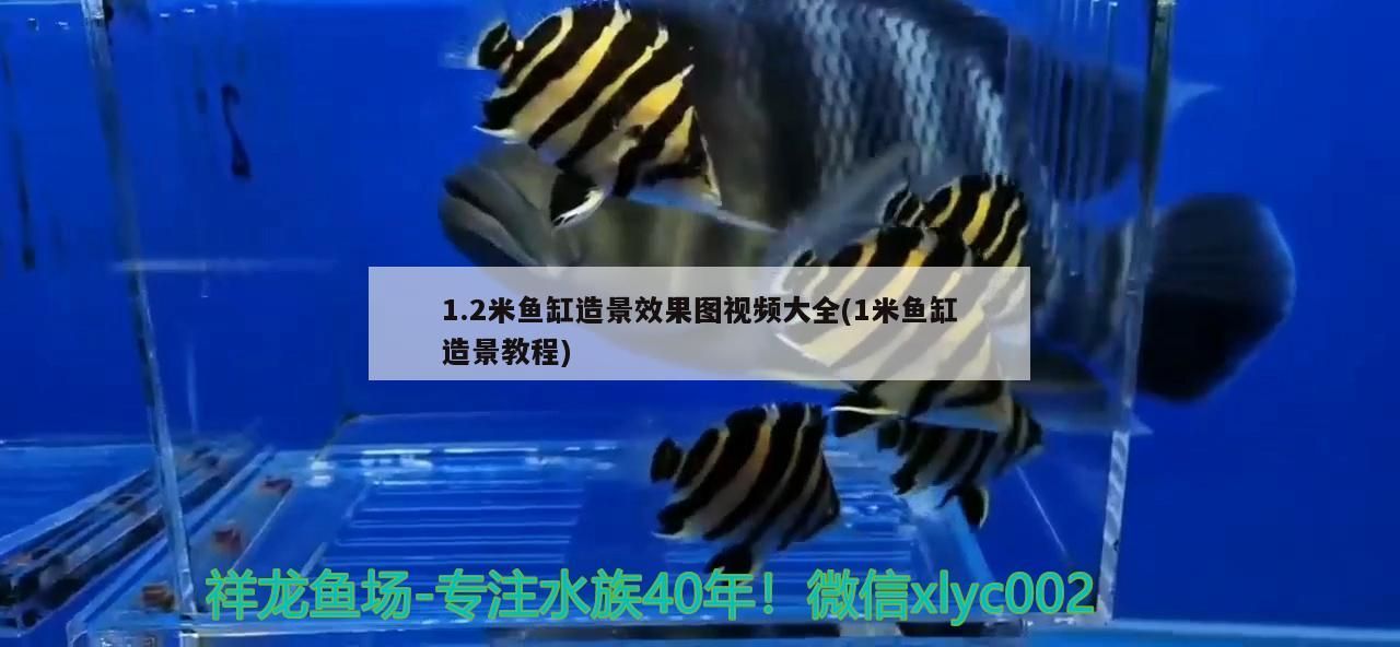1.2米魚缸造景效果圖視頻大全(1米魚缸造景教程)