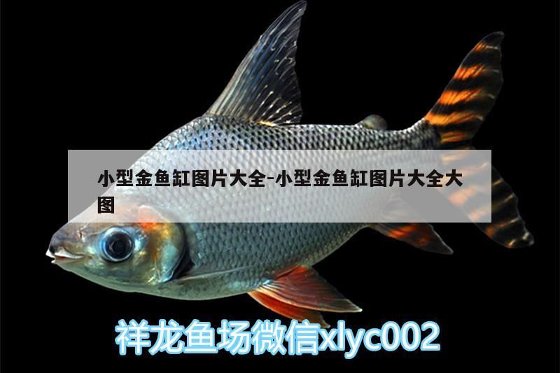 小型金魚缸圖片大全:小型金魚缸圖片大全大圖（客廳金魚缸如何擺放）