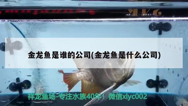 魚缸用增氧泵價格是多少:魚缸增氧機-xtrac增氧機-xtrac增氧機 金龍魚是誰的公司(金龍魚是什么公司)(新加坡豐益國際集團金龍魚是什么公司,金龍魚是誰的知識) 觀賞魚百科 金龍魚是誰的公司(金龍魚是什么公司)(新加坡豐益國際集團金龍魚是什么公司,金龍魚是誰的知識) 金龍魚是誰的公司(金龍魚是什么公司)(新加坡豐益國際集團金龍魚是什么公司,金龍魚是誰的知識) 觀賞魚百科