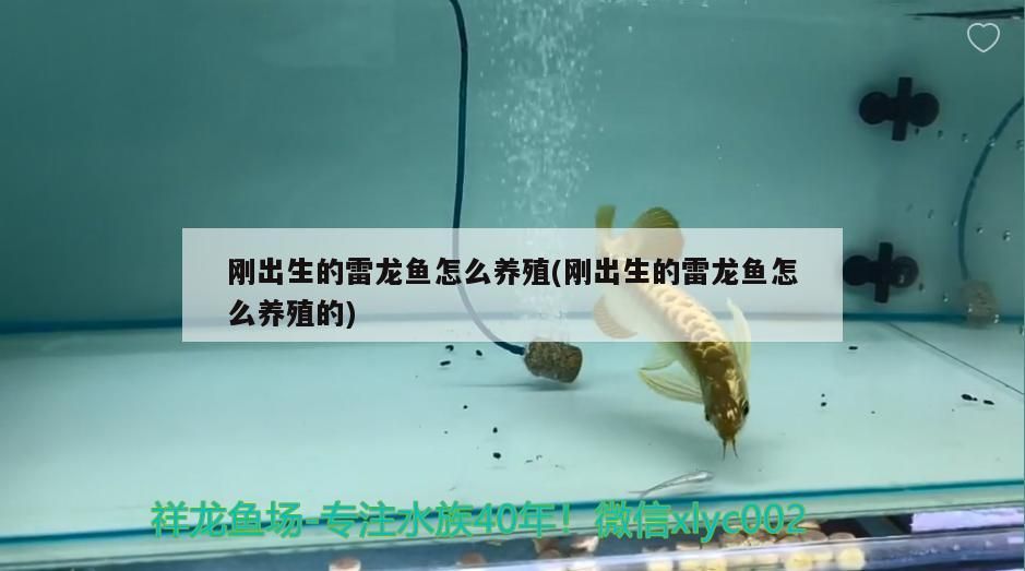 剛出生的雷龍魚怎么養殖(剛出生的雷龍魚怎么養殖的)（剛出生的雷龍魚怎么養殖）