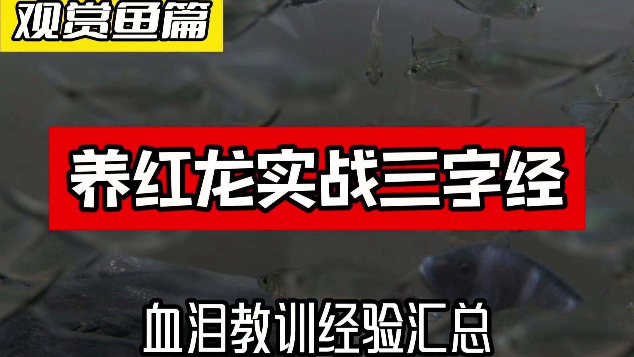 武宣紅龍魚最簡單三個步驟（武宣紅龍魚最簡單三個步驟，飼養紅龍魚最簡單三個步驟）