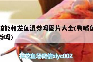 大嘴鯨能和龍魚混養(yǎng)嗎圖片大全(鴨嘴魚和龍魚混養(yǎng)嗎)（大嘴鯨和龍魚配什么魚一起養(yǎng)，紅龍魚配什么魚一起養(yǎng)） 大嘴鯨能和龍魚混養(yǎng)嗎圖片大全(鴨嘴魚和龍魚混養(yǎng)嗎)（大嘴鯨和龍魚配什么魚一起養(yǎng)，紅龍魚配什么魚一起養(yǎng)） 觀賞魚百科